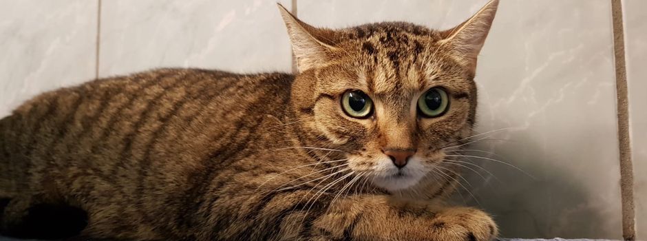 Kommt jetzt das Feuerwerks-Verbot vor Tierheimen?