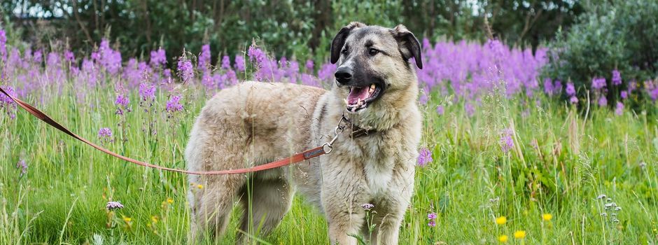 Die Anleinpflicht für Hunde beginnt