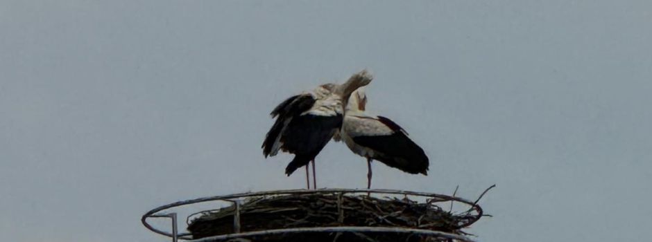 Spät, aber sie sind da