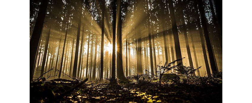 Kühle Oasen im Hitzesommer: Landkreis Mainz-Bingen stellt neue Karte vor