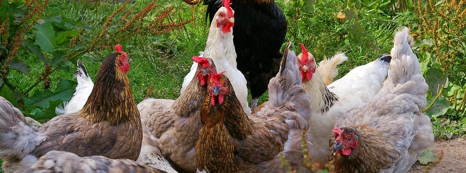 Geflügelpest - Lockerung der Sicherheitsmaßnahmen