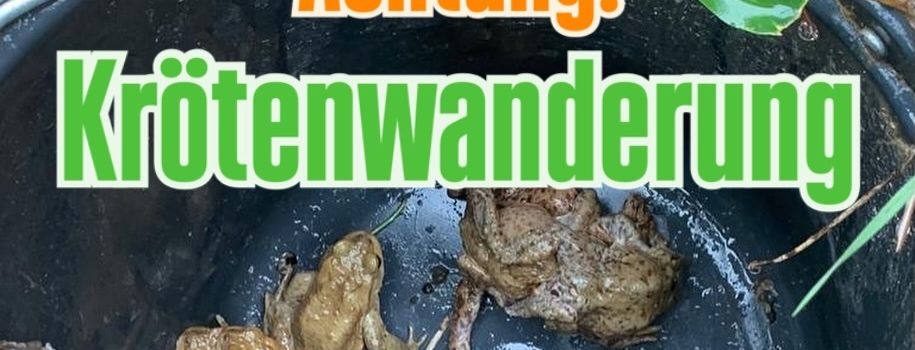 Ab sofort: Amphibienwanderung – Langsam fahren!!