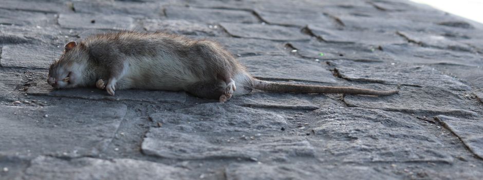40 tote Ratten in Bodenheimer Wassergraben entdeckt