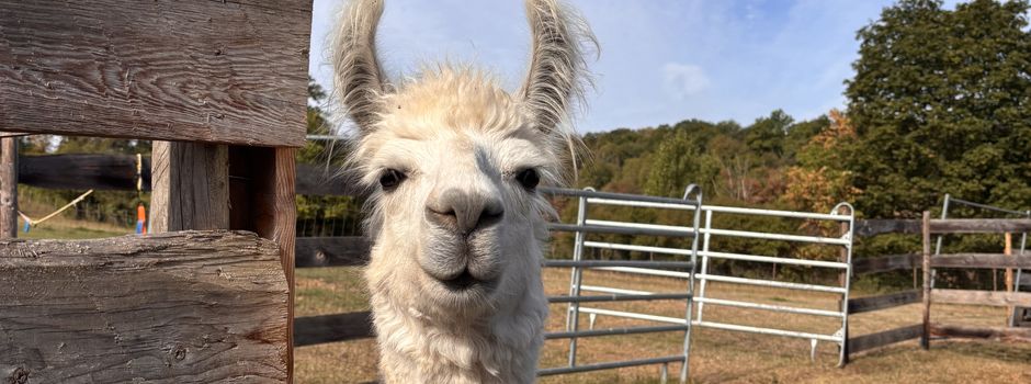 Koblenz: Seniorengruppe zu Besuch bei Lamas