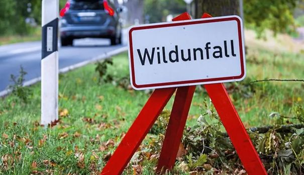 Wildunfall: Wer zahlt?