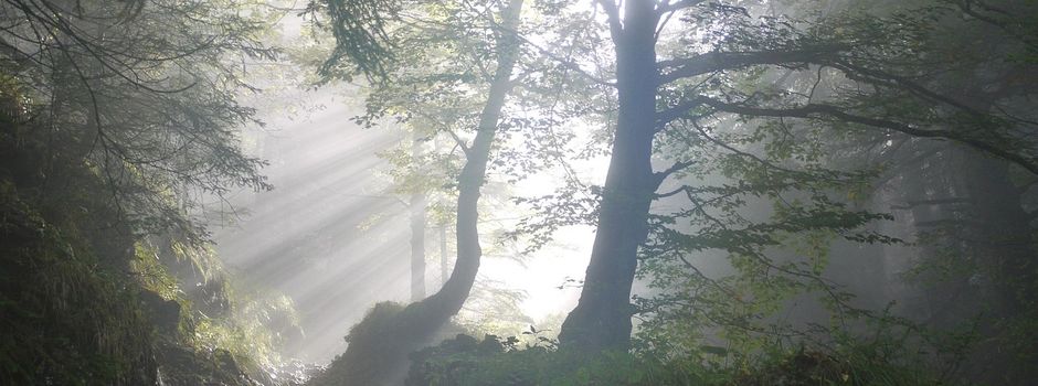 Informationen des ALE Niederbayern zur Waldneuordnung