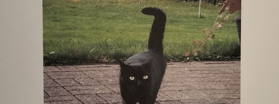 Katze vermisst
