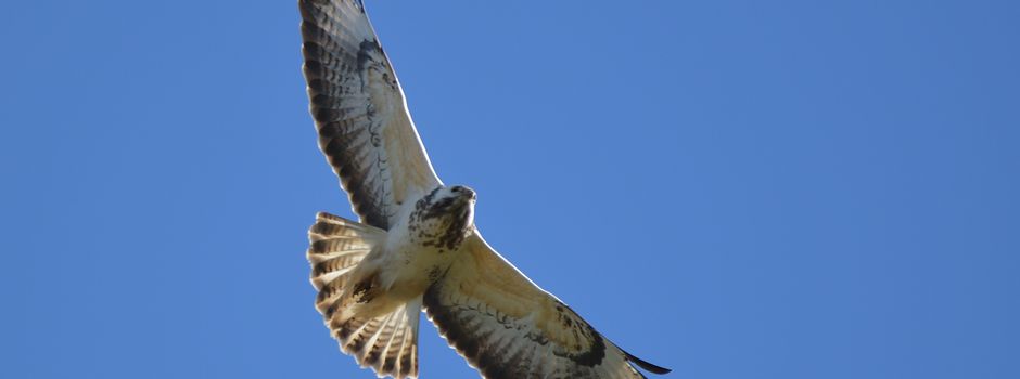 Greifvogel-Schönheiten im Flug