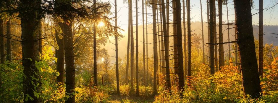 Walderlebnispfad Birgland bis einschließlich 18.10.2024 gesperrt !