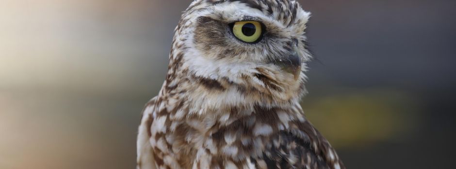 Sommerfest des Wichtelkindergarten Oberwiesen