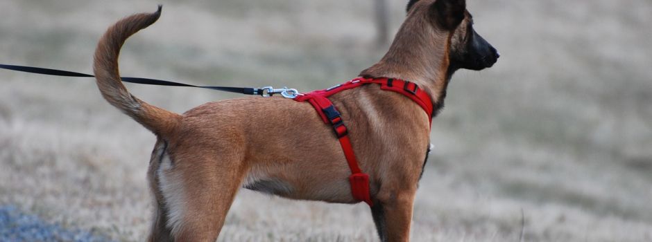 Leinenpflicht vom 01.04.-15.07.