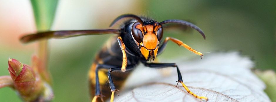 Informationsveranstaltung "Asiatische Hornisse - Umgang mit invasiven Arten"
