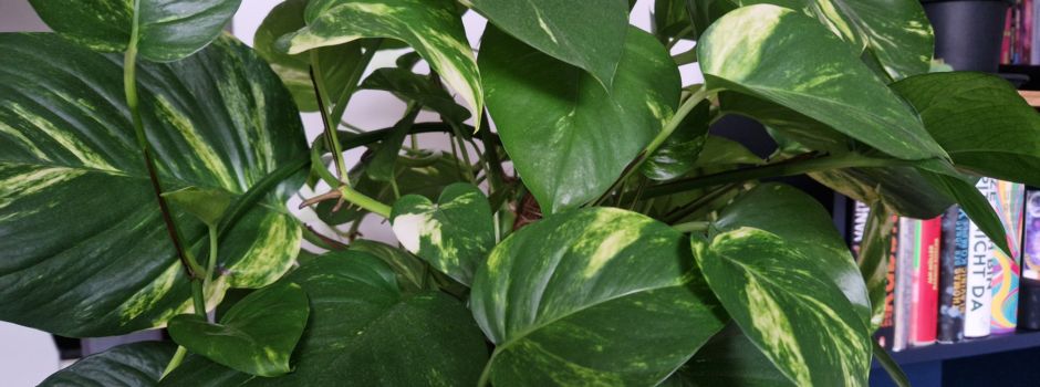 Tipps: So pflegt ihr eure Zimmerpflanzen richtig