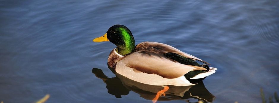 Wasserentnahmeverbot im Wetteraukreis
