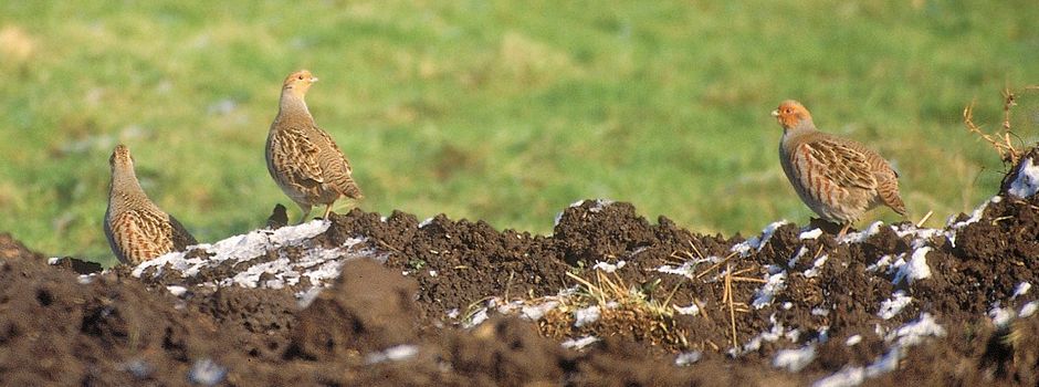 Rebhuhn ist Vogel des Jahres 2026