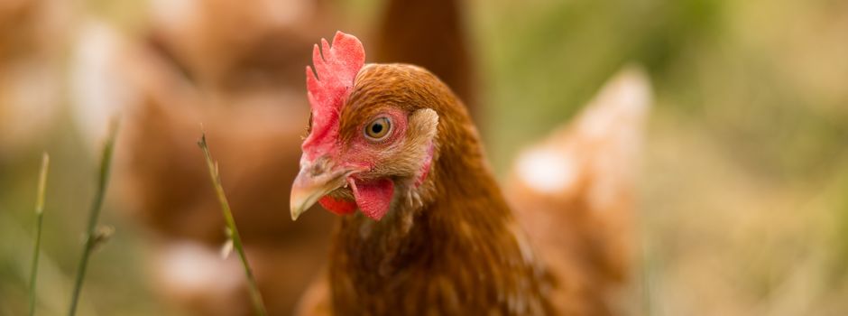 Geflügel darf im Landkreis Heidekreis ab 15. Januar wieder ins Freie