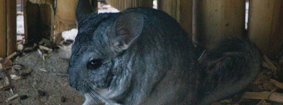 Ausgebüxtes Haustier: Graues Chinchilla in Nierstein gefunden