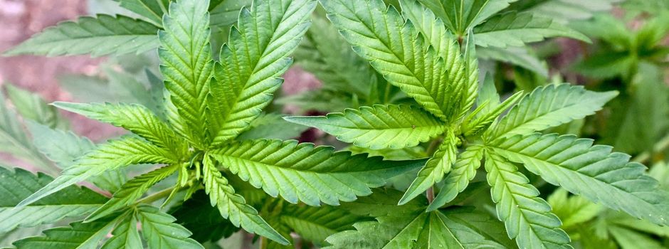 Kiffen wird legal - aber wie genau?