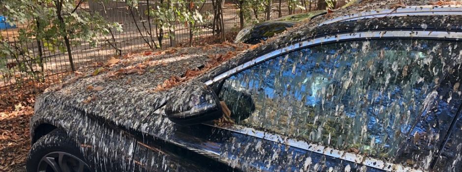 Vogelkot in der Adolfsallee: Wird es wieder Böllerschüsse geben?