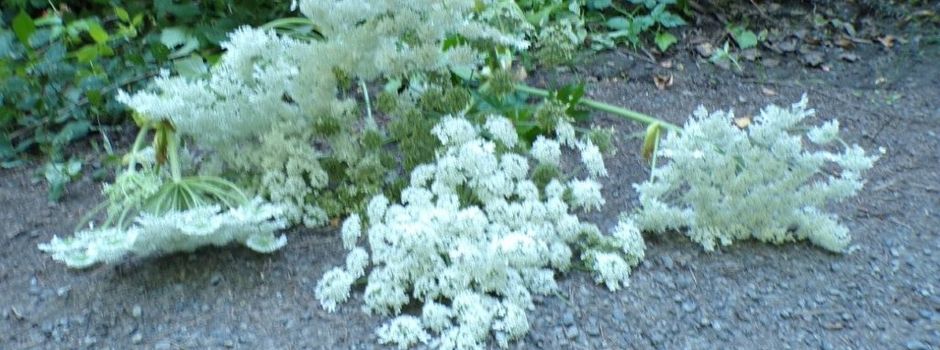 🌿 Ein ungebetener Gast!