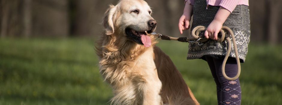 Verunreinigung durch Hundekot