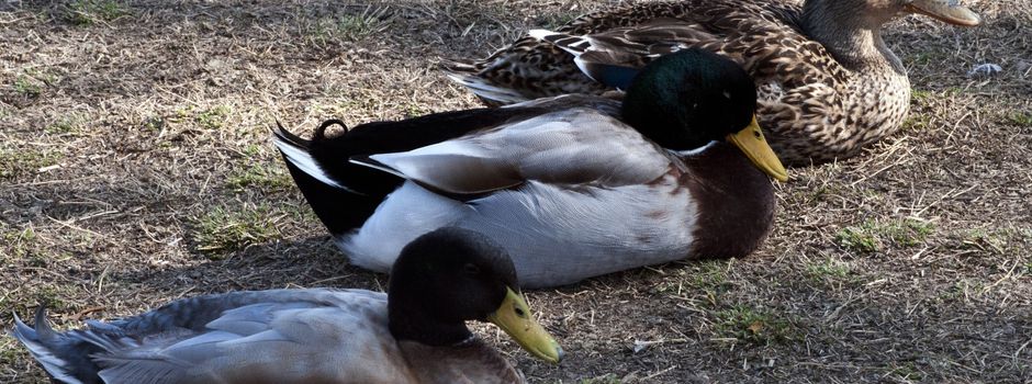 Schon wieder Enten-Einsatz für die Mainzer Polizei