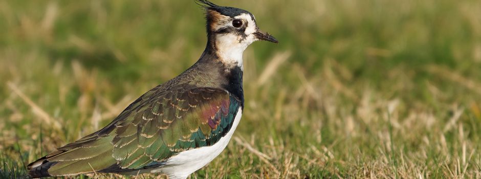 Tiere in unserer Region - der Kiebitz