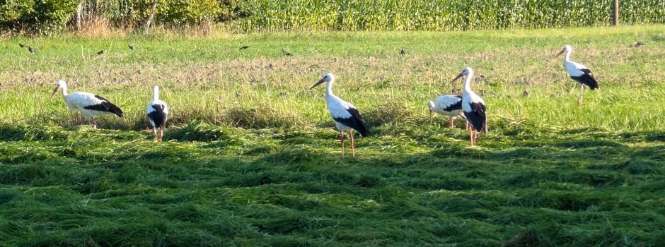 Störche in Clarholz Sundern ziehen weiter