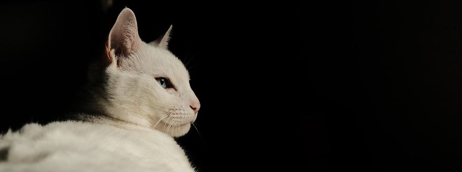 Verwaltungsgericht Mainz: TikToker muss Katzen wegen Tierquälerei abgeben