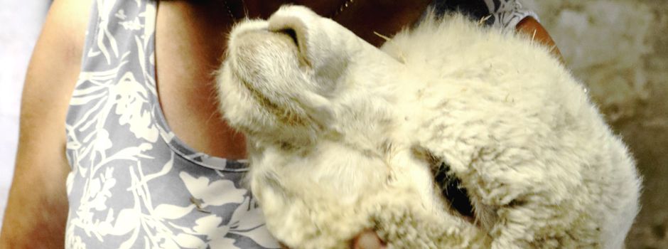 Zuwachs an der Siegmündung: Alpakafamilie bekommt niedlichen Nachwuchs