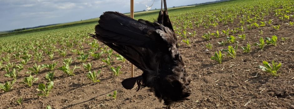 Tote Krähe auf Feld in Mainz aufgehängt