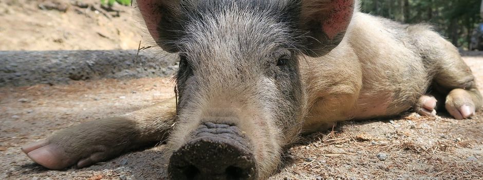 „Gefahr groß“: Afrikanische Schweinepest bald auch in Rheinland-Pfalz?