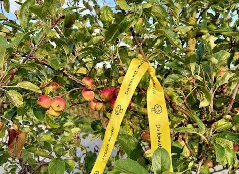 Wenningstedt-Braderup macht mit bei der Ernteaktion "gelbes Band"