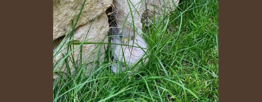 Ingelheimer Feuerwehrleute retten Falken-Küken in Wackernheim