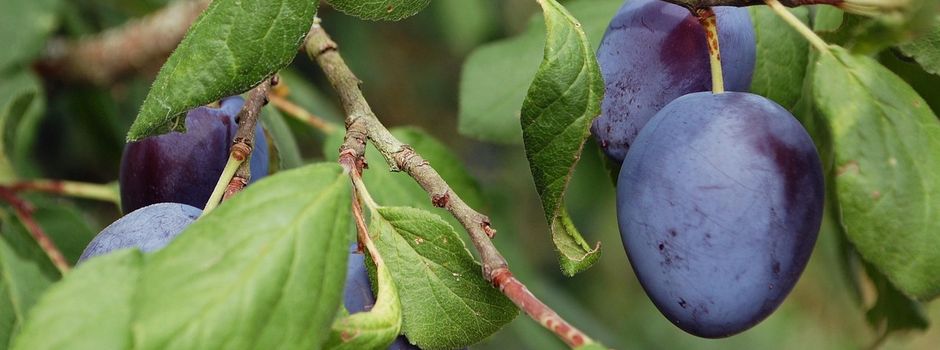 Baumpflanz-Challenge  🌳💜