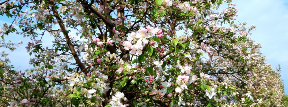 Heimatverein Sornzig e.V.