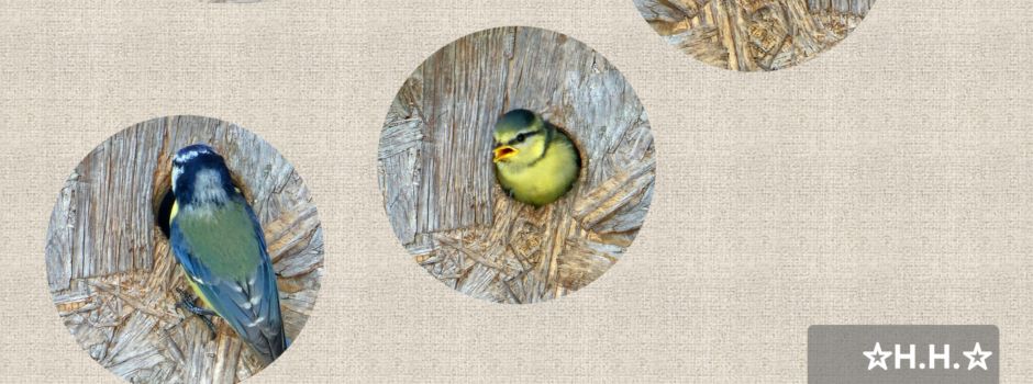 Erste Flugversuche junger Blaumeisen