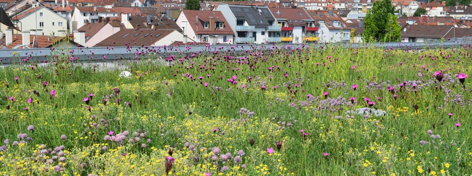 Energiesparwochen: Online-Vortrag zur Dachbegrünung