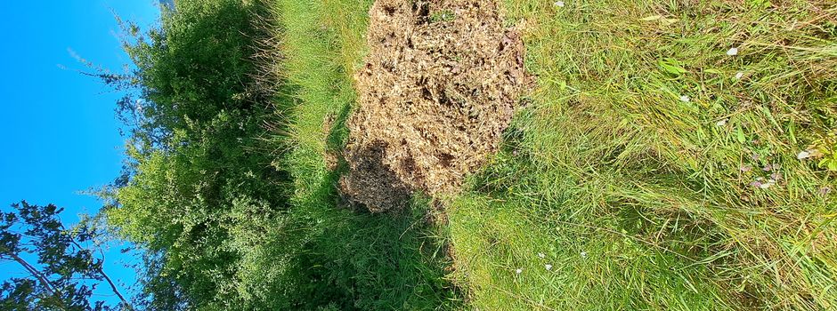 Buchsbaum auf Grünfläche entsorgt