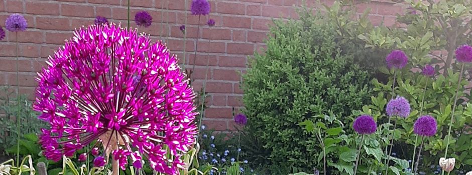 Pflanzentauschbörse in Neuendorf