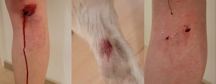 Hund beißt Frau und ihre Terrier in Mainz-Mombach: Polizei ermittelt