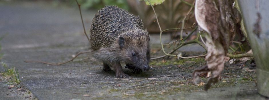 Neuen Wohnraum für Wiesel 
und Igel schaffen