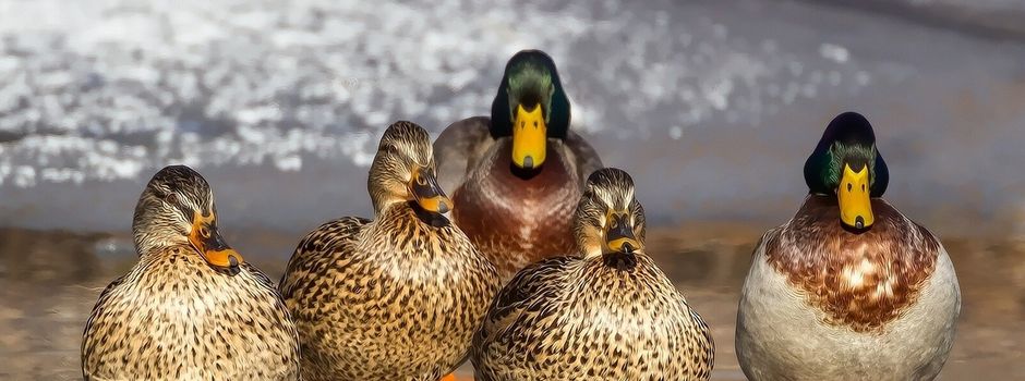 Enten ausgesetzt!