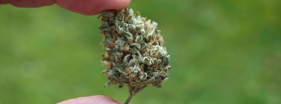 Bundesrat macht Weg für Cannabis-Legalisierung frei
