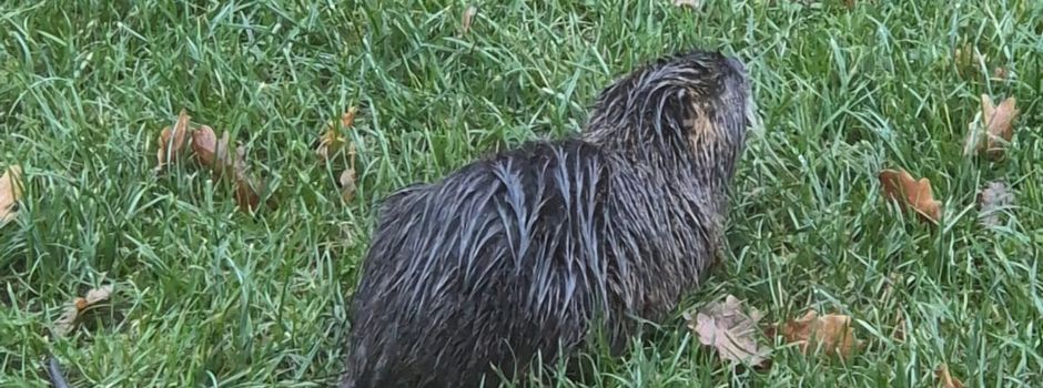 Die erste Nutria in Hellertshausen