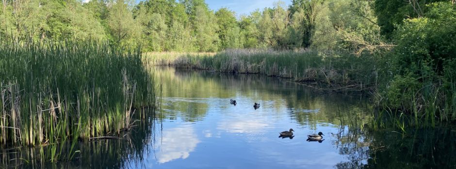 Versteckte Orte in Mainz: Entenparadies an der Mewa Arena