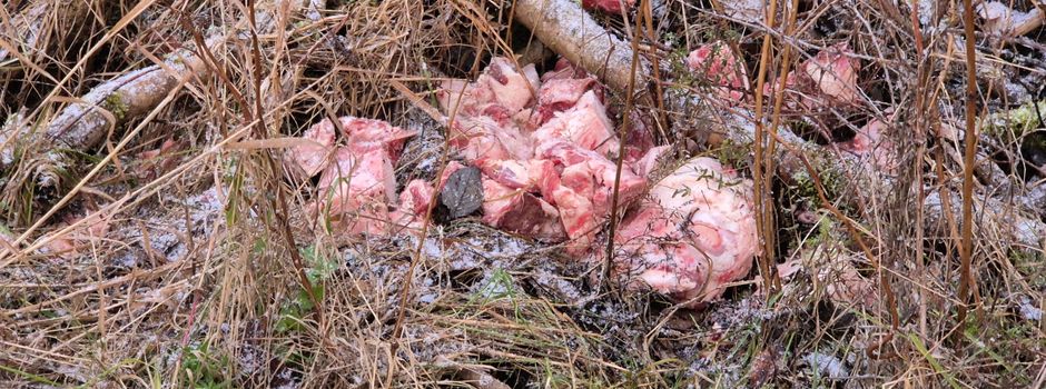 Illegale Entsorgung von Schlachtabfällen