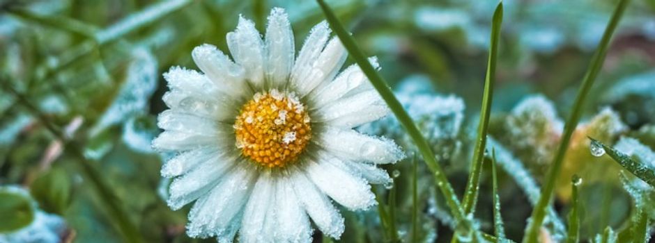 It´s getting cold again – Was steckt hinter den Eisheiligen?