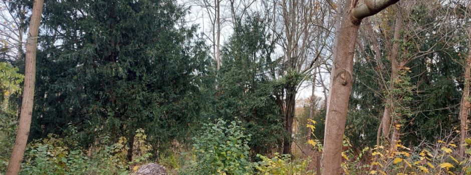 Die Geschichte hinter diesem verwilderten Mainzer Grundstück