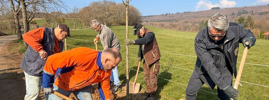 Neue Bäume für Leisels Kirschbaumallee